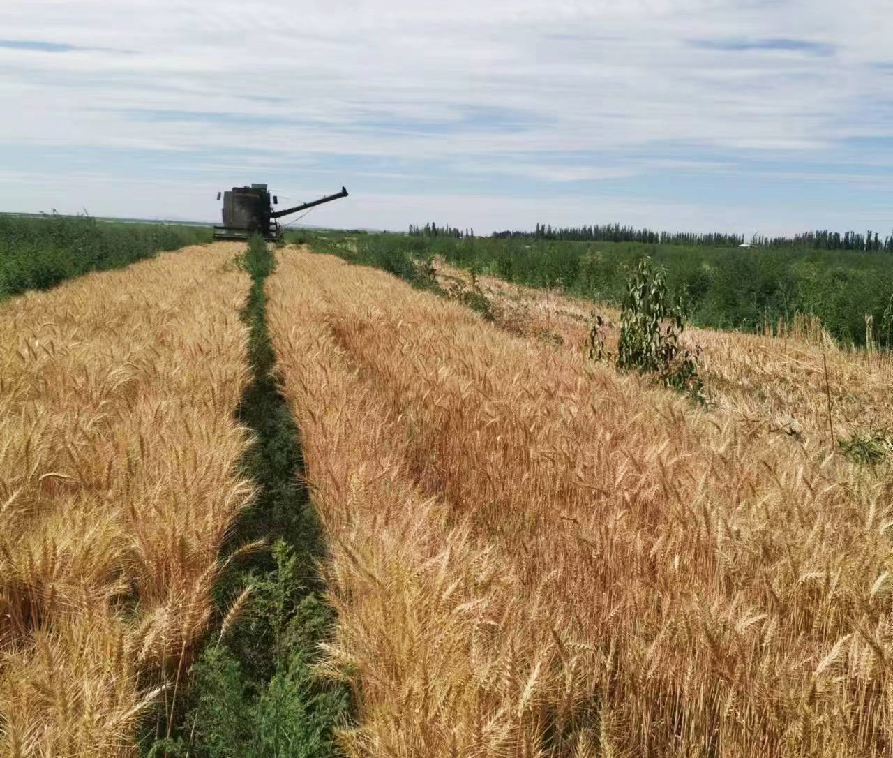 2022年(nián)收割小麥現場