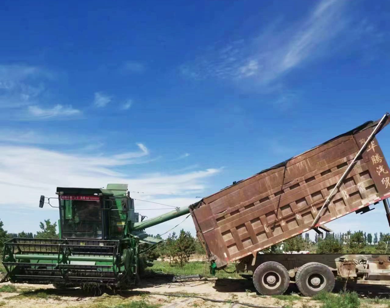 2022年(nián)收割小麥現場