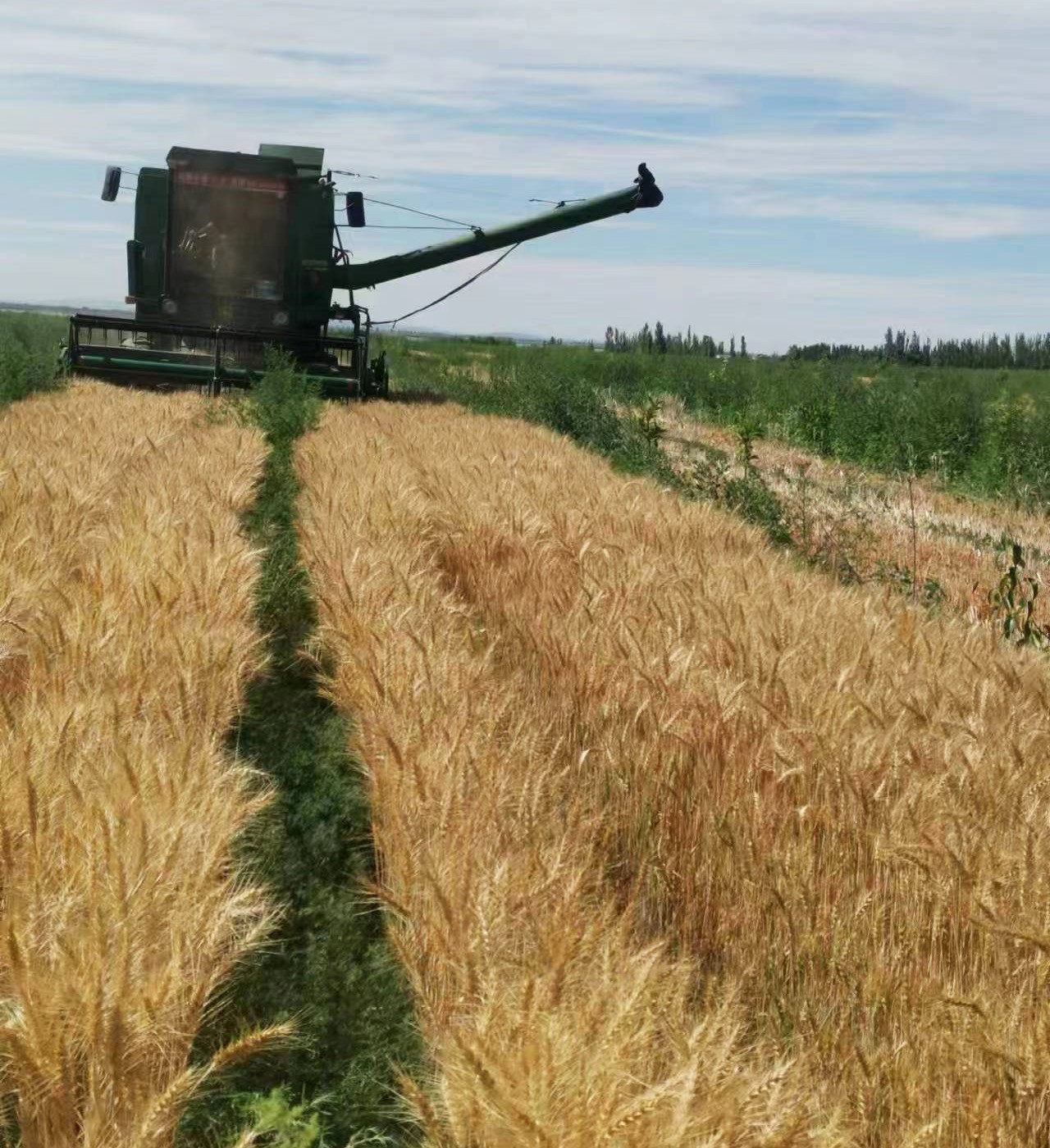 2022年(nián)收割小麥現場