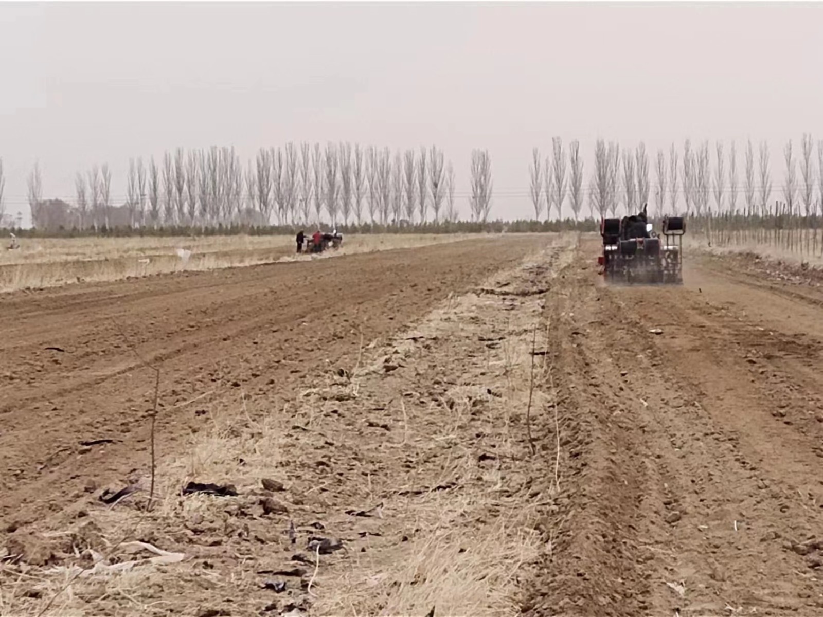 2023年(nián)小麥播種