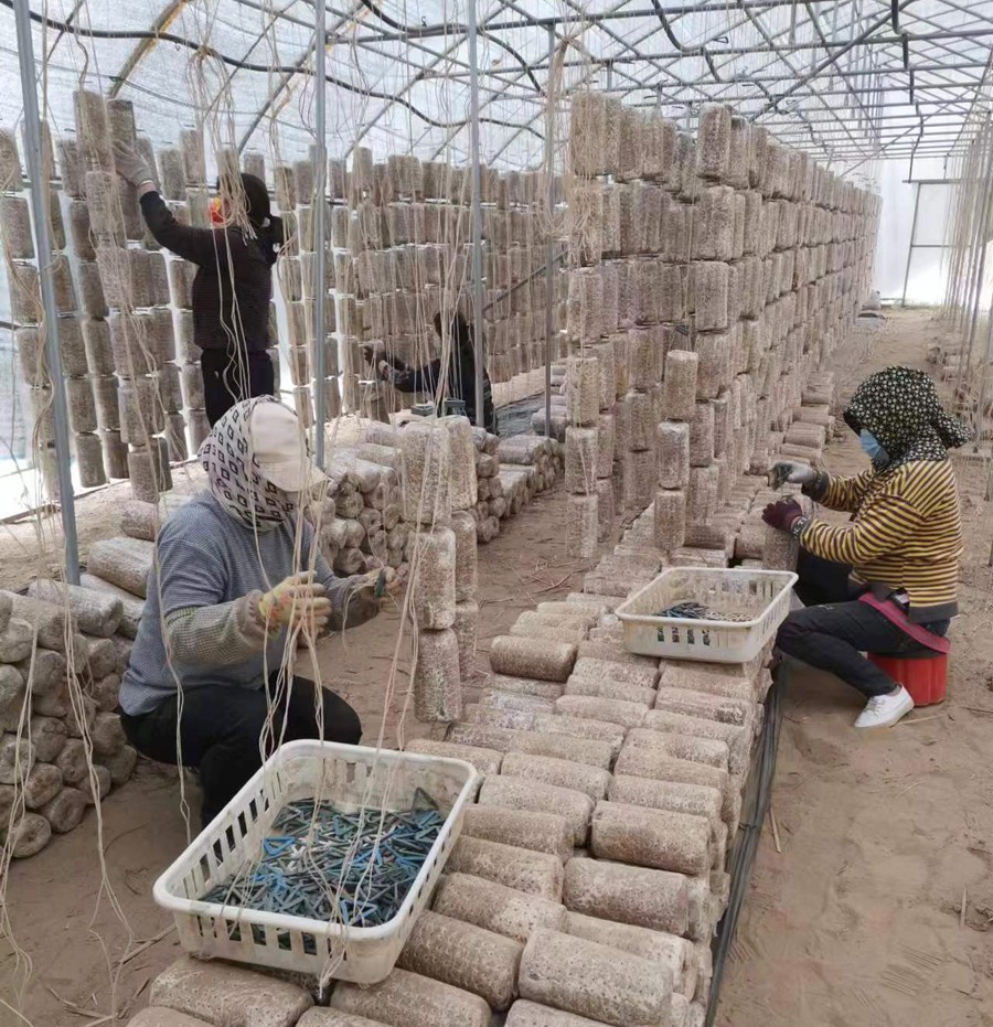 2023年(nián)上木耳菌棒現場