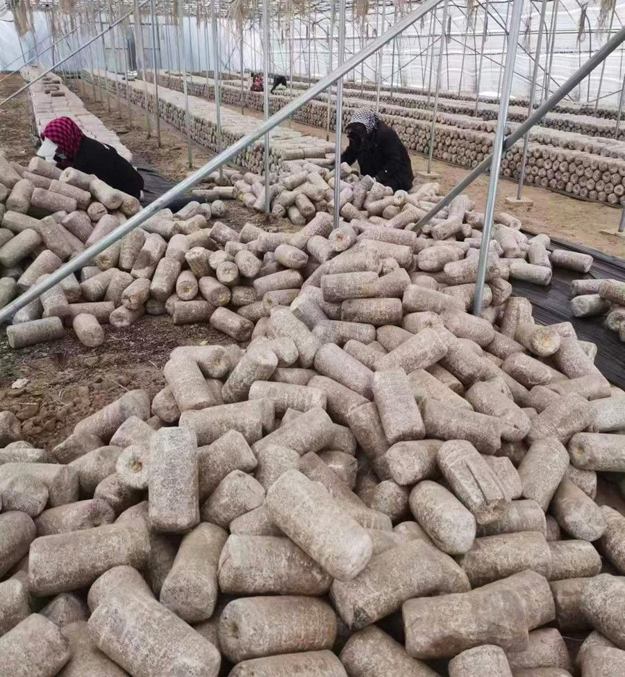 2023年(nián)上木耳菌棒現場