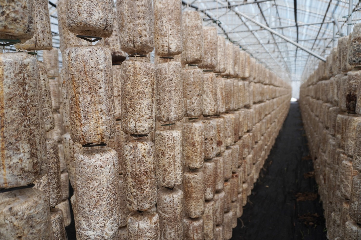 2023年(nián)木耳基地(dì)生長(cháng)過程