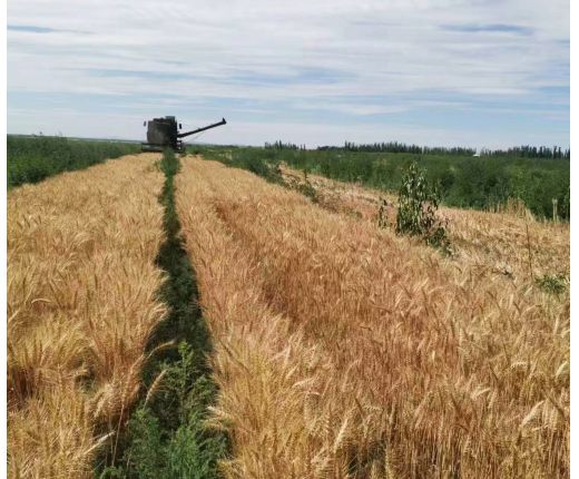 2022年(nián)收割小麥現場