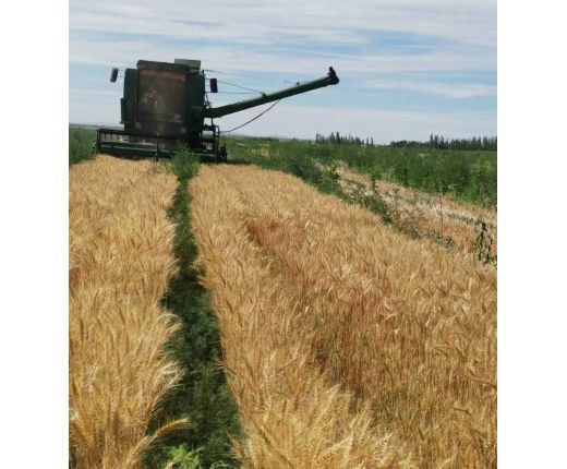 2022年(nián)收割小麥現場