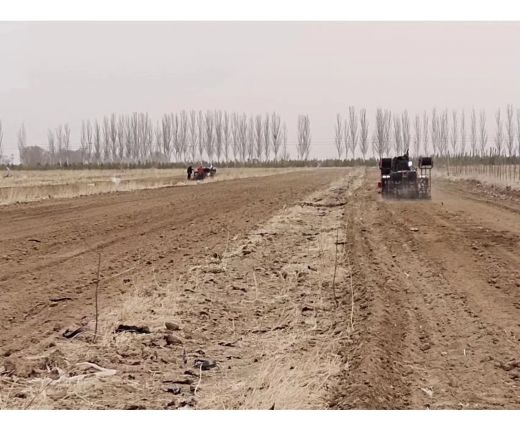 2023年(nián)小麥播種