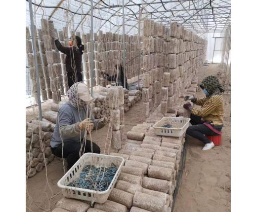 2023年(nián)上木耳菌棒現場