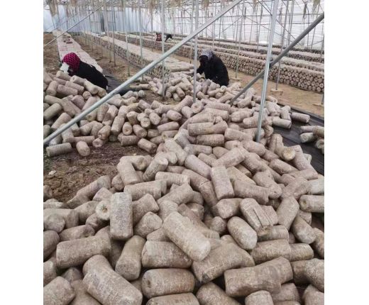 2023年(nián)上木耳菌棒現場