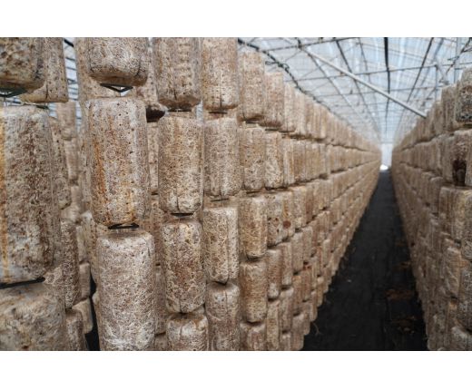 2023年(nián)木耳基地(dì)生長(cháng)過程