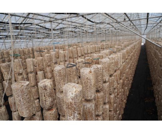 2023年(nián)木耳基地(dì)生長(cháng)過程