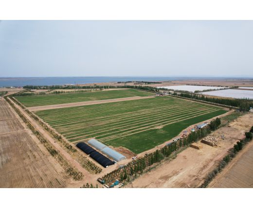 2023年(nián)小麥基地(dì)生長(cháng)過程