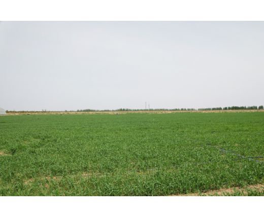 2023年(nián)小麥基地(dì)生長(cháng)過程