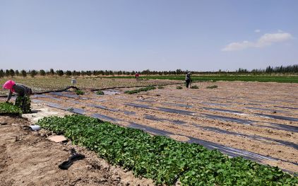 豐達源農貿基地(dì)2023年(nián)開始蔬菜育苗栽培