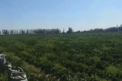 采摘園基地(dì)視(shì)頻