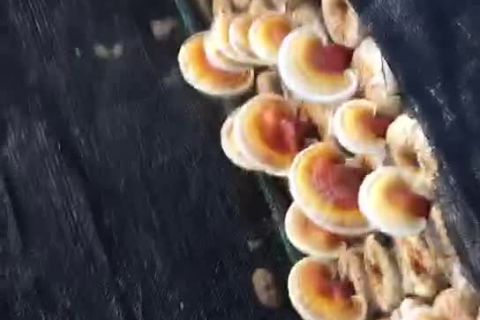 靈芝基地(dì)視(shì)頻