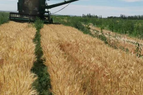 2022年(nián)收割小麥現場