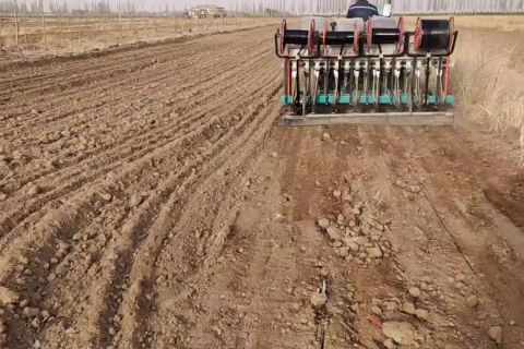 2023年(nián)小麥播種