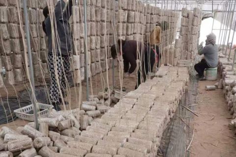 2023年(nián)上木耳菌棒現場