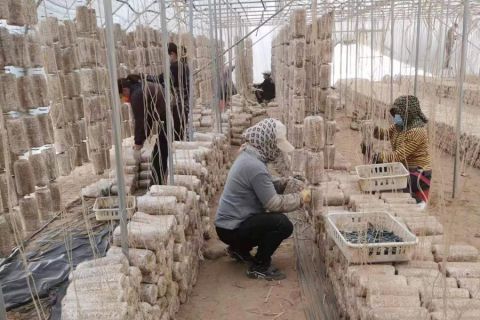 2023年(nián)上木耳菌棒現場