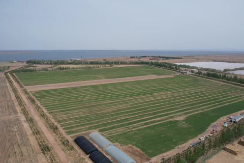 2023年(nián)小麥種植基地(dì)生長(cháng)過程