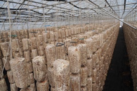 2023年(nián)木耳基地(dì)生長(cháng)過程