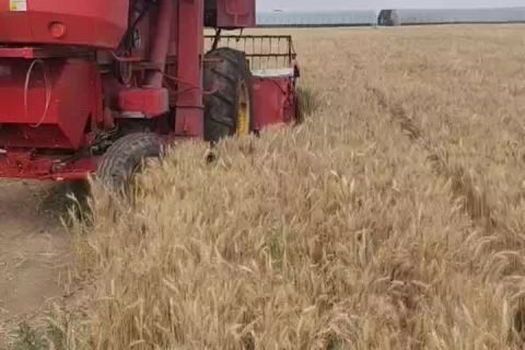 2023年(nián)豐達源收割基地(dì)小麥