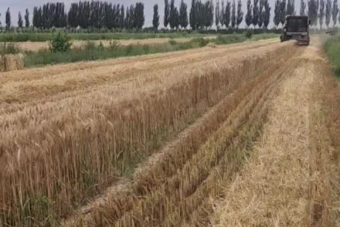 2023年(nián)豐達源收割基地(dì)小麥